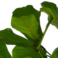 Ficus Lyrata Vertakt - Tabaksplant - P27 H140 - Kamerplant -Natuur Hoek Verkoop ficus lyrata vertakt tabaksplant p27 h140 kamerplant 4