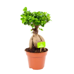 Ficus Microcarpa Ginseng - Bonsai - P17 H40 - Kamerplant