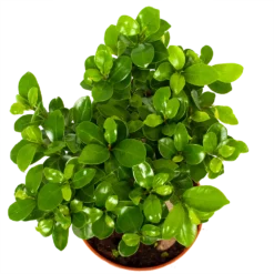 Ficus Microcarpa Ginseng - Bonsai - P17 H40 - Kamerplant -Natuur Hoek Verkoop ficus microcarpa ginseng bonsai p17 h40 6