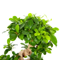 Ficus Microcarpa Ginseng - Bonsai - P21 H65 - Kamerplant -Natuur Hoek Verkoop ficus microcarpa ginseng bonsai p21 h65 6