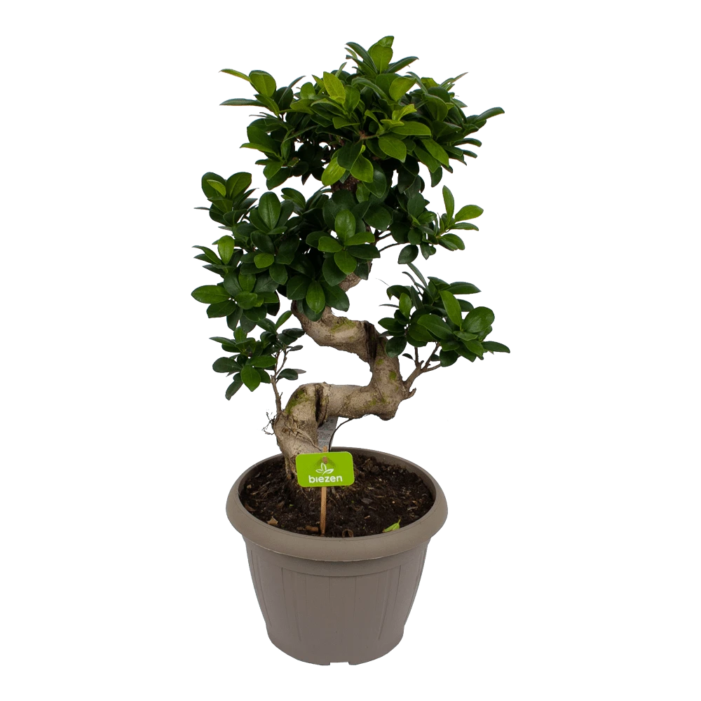 Ficus Microcarpa Ginseng - Bonsai - P25 H70 - Kamerplant 1 Ficus Microcarpa Ginseng - Bonsai - P25 H70 - Kamerplant