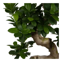Ficus Microcarpa Ginseng - Bonsai - P25 H70 - Kamerplant 6 Ficus Microcarpa Ginseng - Bonsai - P25 H70 - Kamerplant -Natuur Hoek Verkoop ficus microcarpa ginseng bonsai p25 h70 6