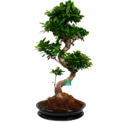 Ficus Microcarpa Ginseng In Zwarte Pot - Bonsai - P52 H100 - Kamerplant