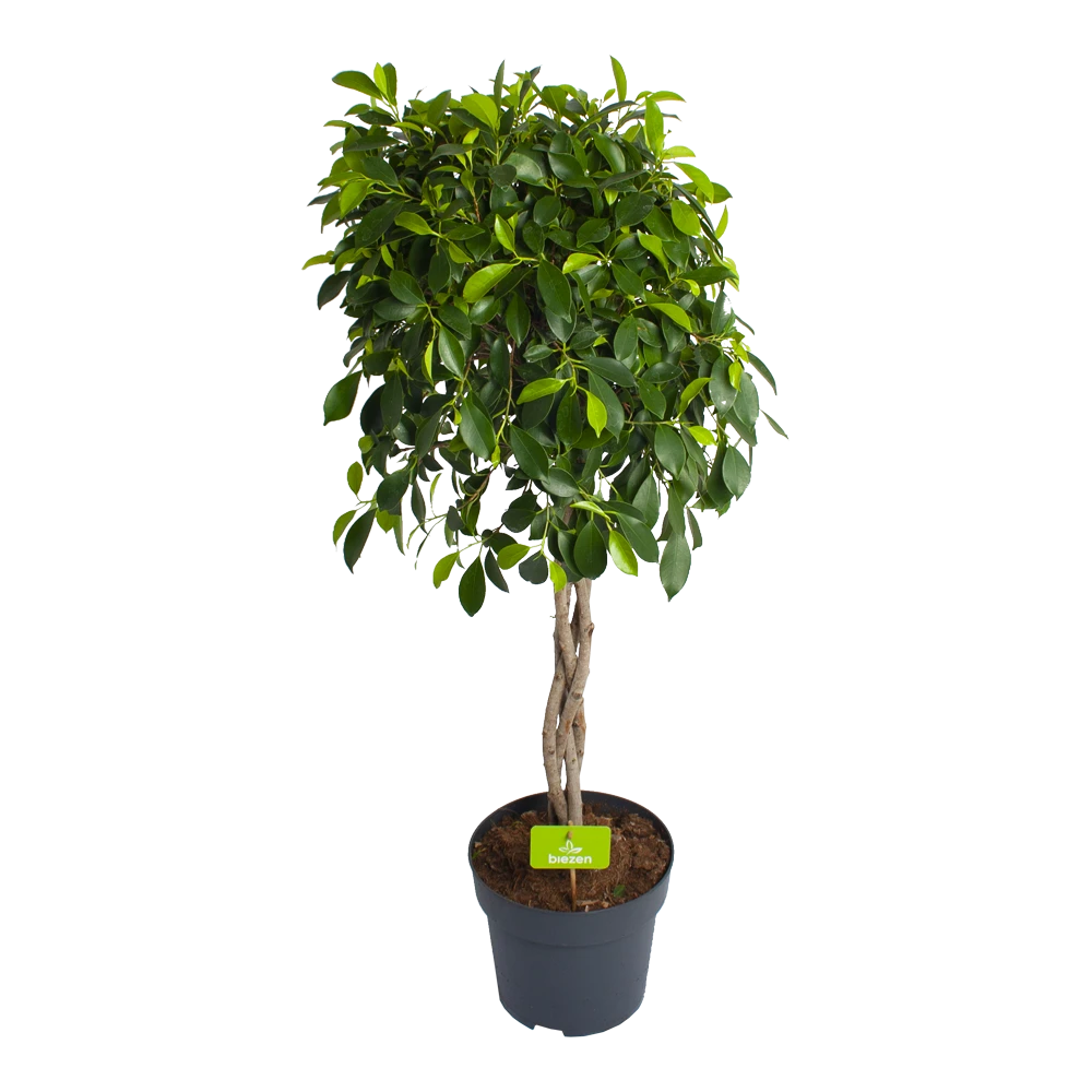 Ficus Microcarpa Nitida Op Gevlochten Stam - Treurvijg - P24 H100 - Kamerplant 1 Ficus Microcarpa Nitida Op Gevlochten Stam - Treurvijg - P24 H100 - Kamerplant