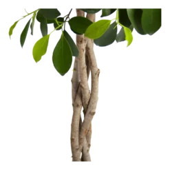 Ficus Microcarpa Nitida Op Gevlochten Stam - Treurvijg - P24 H100 - Kamerplant 7 Ficus Microcarpa Nitida Op Gevlochten Stam - Treurvijg - P24 H100 - Kamerplant -Natuur Hoek Verkoop ficus microcarpa nitida op gevlochten stam treurvijg p24 h100 3