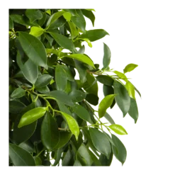Ficus Microcarpa Nitida Op Gevlochten Stam - Treurvijg - P24 H100 - Kamerplant 8 Ficus Microcarpa Nitida Op Gevlochten Stam - Treurvijg - P24 H100 - Kamerplant -Natuur Hoek Verkoop ficus microcarpa nitida op gevlochten stam treurvijg p24 h100 4