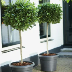 Bloempot Elho Green Basics Cilinder 55cm - Living Black -Natuur Hoek Verkoop green basics cilinder 55cm bloempot living black 7 16