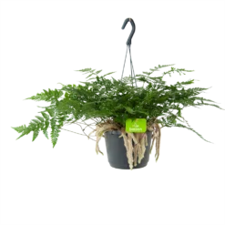 Humata Tyermannii - In Hangpot - P17 H30 - Kamerplant