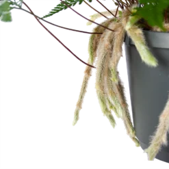 Humata Tyermannii - In Hangpot - P17 H30 - Kamerplant -Natuur Hoek Verkoop humata tyermannii in hangpot p17 h30 6