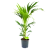 Kentiapalm - Howea Forsteriana - P21 H100 - Kamerplant