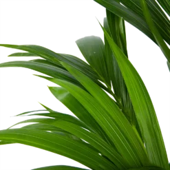 Kentiapalm - Howea Forsteriana - P21 H120 - Kamerplant -Natuur Hoek Verkoop kentiapalm howea forsteriana p21 h120 6