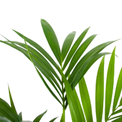 Kentiapalm - Howea Forsteriana - P24 H130 - Kamerplant -Natuur Hoek Verkoop kentiapalm howea forsteriana p24 h130 6