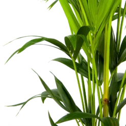 Kentiapalm - Howea Forsteriana - P24 H150 - Kamerplant -Natuur Hoek Verkoop kentiapalm howea forsteriana p24 h150 3