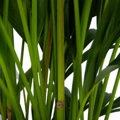 Kentiapalm - Howea Forsteriana - P27 H170 - Kamerplant -Natuur Hoek Verkoop kentiapalm howea forsteriana p27 h170 5