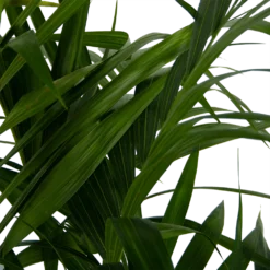 Kentiapalm - Howea Forsteriana - P27 H170 - Kamerplant -Natuur Hoek Verkoop kentiapalm howea forsteriana p27 h170 6