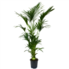 Kentiapalm - Howea Forsteriana - P27 H200 - Kamerplant