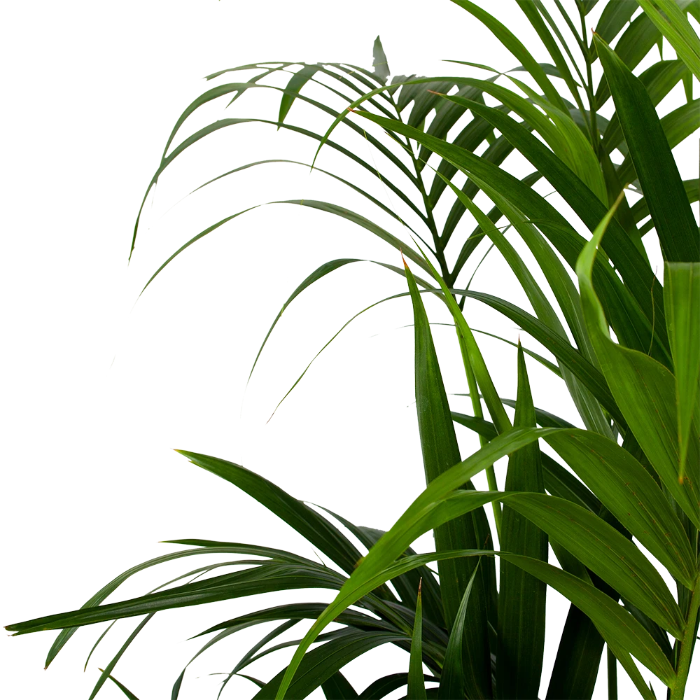 Kentiapalm - Howea Forsteriana - P32 H200 - Kamerplant 2 Kentiapalm - Howea Forsteriana - P32 H200 - Kamerplant - Afbeelding 2