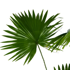 Livistona Rotundifolia - Chinese Schermpalm - P24 H100 - Kamerplant -Natuur Hoek Verkoop livistona rotundifolia chinese schermpalm p24 h100 kamerplant 3