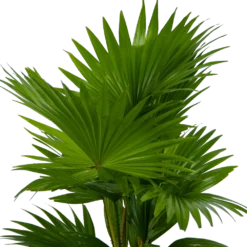 Livistona Rotundifolia In Gevlochten Caryota Pot - Chinese Schermpalm - P19 H50 - Kamerplant -Natuur Hoek Verkoop livistona rotundifolia in pot chinese schermpalm p19 h50 kamerplant 3