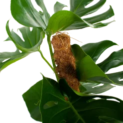 Monstera Deliciosa Op Mosstok - Gatenplant - P19 H80 - Kamerplant -Natuur Hoek Verkoop monstera deliciosa op mosstok gatenplant p19 h80 5