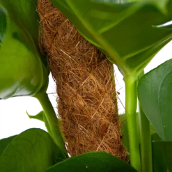 Monstera Deliciosa Op Mosstok - Gatenplant - P19 H80 - Kamerplant -Natuur Hoek Verkoop monstera deliciosa op mosstok gatenplant p19 h80 6