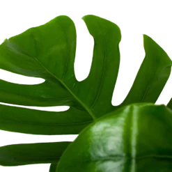 Monstera Deliciosa Op Mosstok - Gatenplant - P24 H120 - Kamerplant -Natuur Hoek Verkoop monstera deliciosa op mosstok gatenplant p24 h120 6