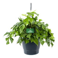 Monstera Minima - Gatenplant - In Hangpot - P27 H30 - Kamerplant