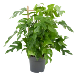 Monstera Minima Met Rekje Gatenplant P17 H65 - Kamerplant