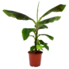 Musa Dwarf Cavendish - Bananenplant - P21 H90 - Kamerplant