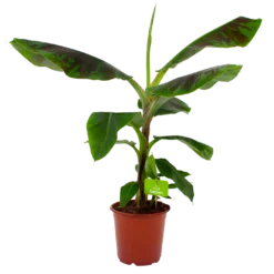 Musa Dwarf Cavendish - Bananenplant - P21 H90 - Kamerplant