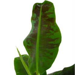 Natuur Hoek Verkoop -Natuur Hoek Verkoop musa dwarf cavendish bananenplant p21 h90 5