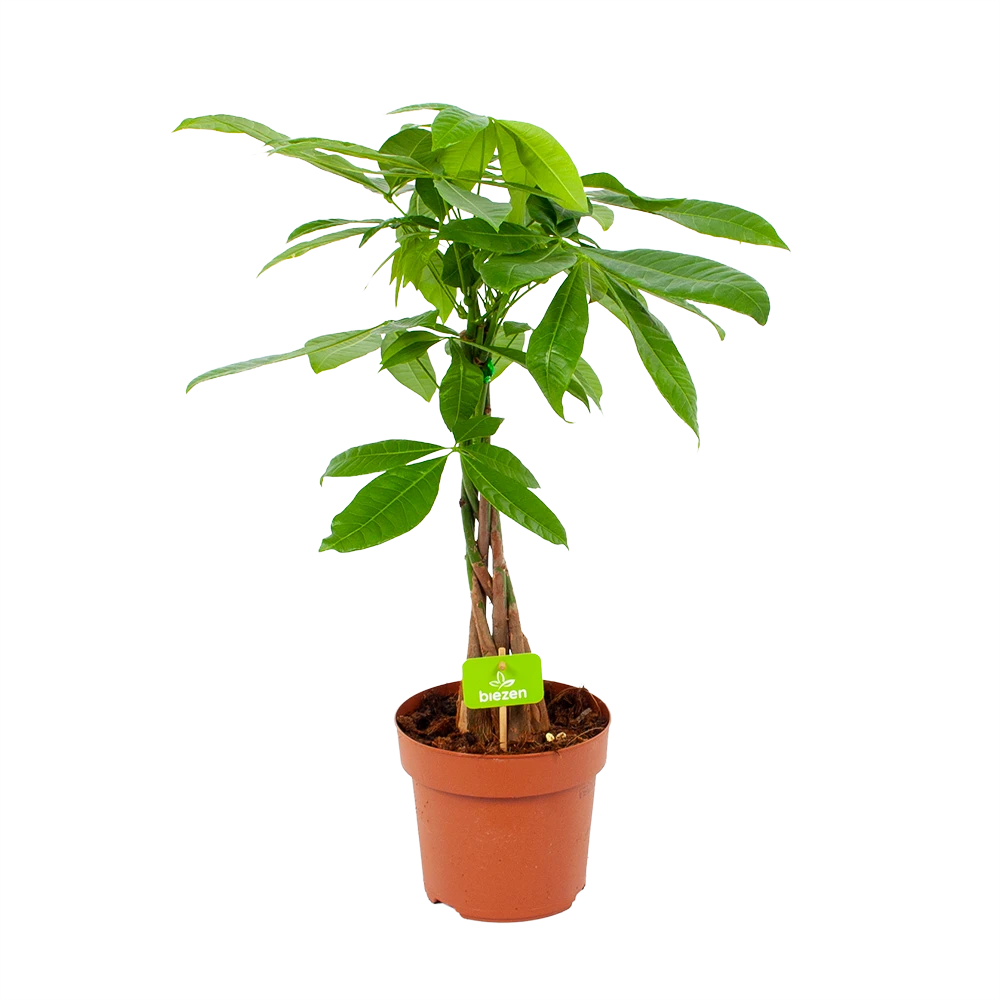 Pachira Aquatica - Geldboom - P17 H60 - Kamerplant 1 Pachira Aquatica - Geldboom - P17 H60 - Kamerplant