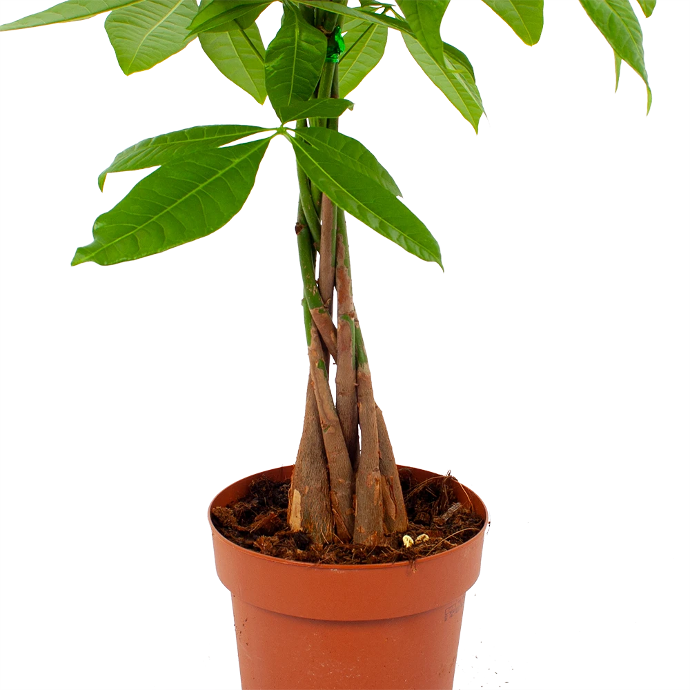 Pachira Aquatica - Geldboom - P17 H60 - Kamerplant 2 Pachira Aquatica - Geldboom - P17 H60 - Kamerplant - Afbeelding 2