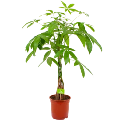 Pachira Aquatica - Geldboom - P19 H80 - Kamerplant