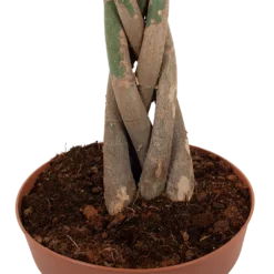 Pachira Aquatica - Geldboom - P30 H150 - Kamerplant 6 Pachira Aquatica - Geldboom - P30 H150 - Kamerplant -Natuur Hoek Verkoop pachira aquatica geldboom p30 h150 6 1