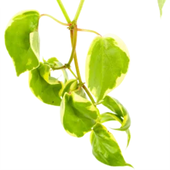 Peperomia Scandens Variegata - In Hangpot - P17 H30 - Kamerplant -Natuur Hoek Verkoop peperomia scandens variegata in hangpot p17 h30 6