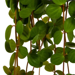 Peperomia Tetraphylla - In Hangpot - P15 H25 - Kamerplant -Natuur Hoek Verkoop peperomia tetraphylla in hangpot p15 h25 6