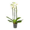 3 Taks Phalaenopsis Lighthouse - Vlinderorchidee - P12 H60 - Kamerplant