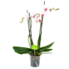 4 Taks Phalaenopsis Denver - Vlinderorchidee - P12 H60 - Kamerplant