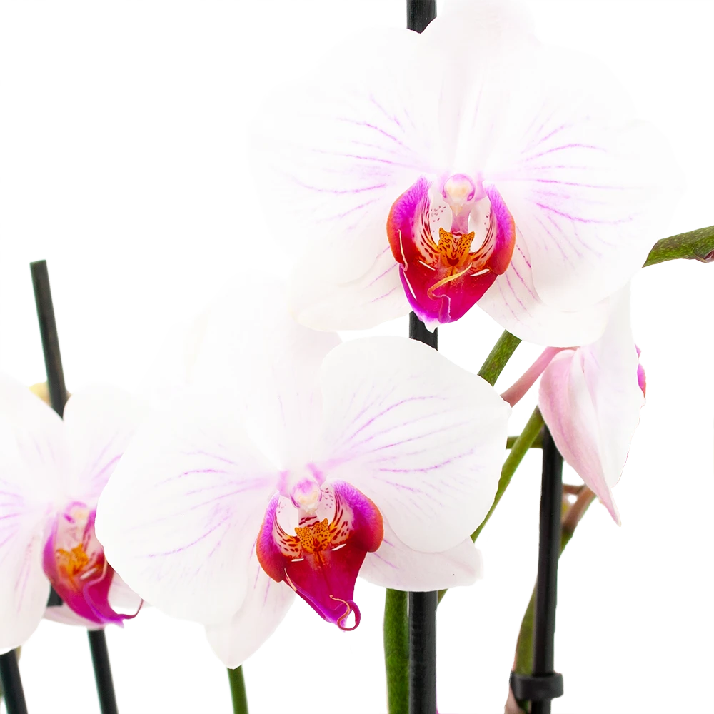 4 Taks Phalaenopsis Denver - Vlinderorchidee - P12 H60 - Kamerplant 2 4 Taks Phalaenopsis Denver - Vlinderorchidee - P12 H60 - Kamerplant - Afbeelding 2