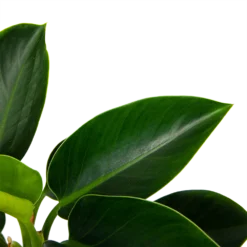 Philodendron Green Princess - P17 H50 - Kamerplant -Natuur Hoek Verkoop philodendron green princess p17 h50 6 1