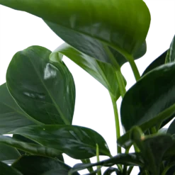 Philodendron Green Princess - P21 H70 - Kamerplant 6 Philodendron Green Princess - P21 H70 - Kamerplant -Natuur Hoek Verkoop philodendron green princess p21 h70 6