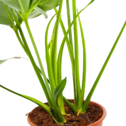 Philodendron Green Wonder - P19 H75 - Kamerplant -Natuur Hoek Verkoop philodendron green wonder p19 h75 3 2