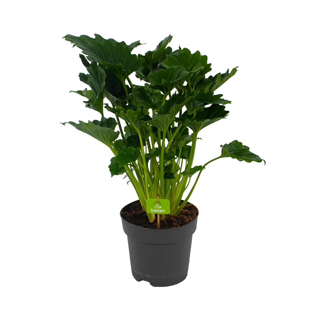 Philodendron Grizzly - P21 H55 - Kamerplant 1 Philodendron Grizzly - P21 H55 - Kamerplant