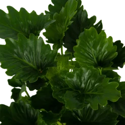 Philodendron Grizzly - P21 H55 - Kamerplant 6 Philodendron Grizzly - P21 H55 - Kamerplant -Natuur Hoek Verkoop philodendron grizzly p21 h55 6