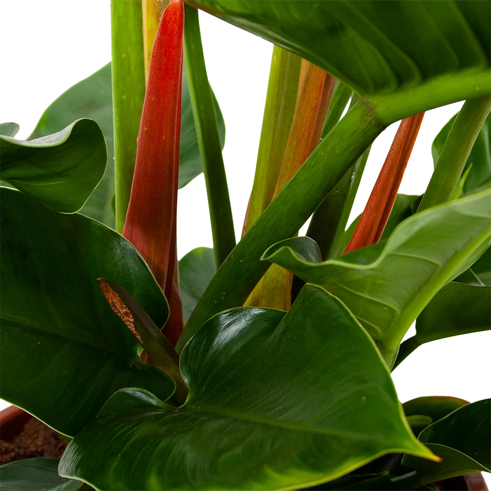 Philodendron Imperial Green - P19 H60 - Kamerplant 2 Philodendron Imperial Green - P19 H60 - Kamerplant - Afbeelding 2