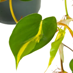 Philodendron Scandens Brasil - In Hangpot - P17 H35 - Kamerplant -Natuur Hoek Verkoop philodendron scandens brasil in hangpot p17 h35 6