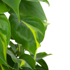 Philodendron Scandens Brasil Op Mosstok - P17 H75 - Kamerplant -Natuur Hoek Verkoop philodendron scandens brasil op mosstok p17 h75 6 1
