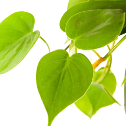 Philodendron Scandens - In Hangpot - P17 H35 - Kamerplant -Natuur Hoek Verkoop philodendron scandens in hangpot p17 h35 6