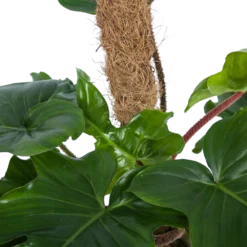 Philodendron Squamiferum Piramide Op Mosstok - P24 H70 - Kamerplant -Natuur Hoek Verkoop philodendron squamiferum piramide op mosstok p24 h70 6